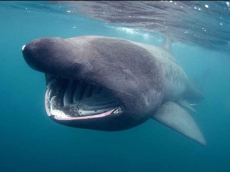 Sharks - the world's biggest fish